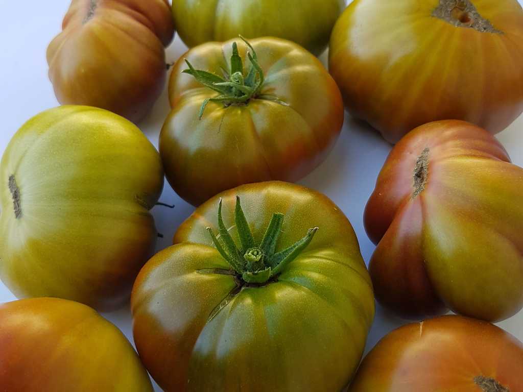 Everett's Rusty Oxheart